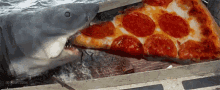 shark pizza eating nom hungry