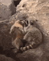 a couple of raccoons laying on a rock