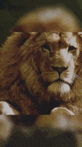 a painting of a white lion with the words " to memories " below it