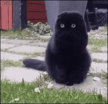 Black Cat GIF - Black Cat Funny GIFs