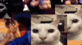 Cat Uncanny Cat GIF