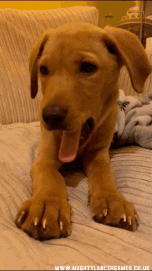 Tired Yawn GIF - Tired Yawn Puppy GIFs