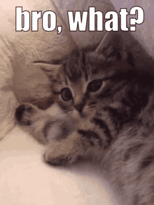 Cat Confused Cat GIF - Cat Confused Cat Confused GIFs