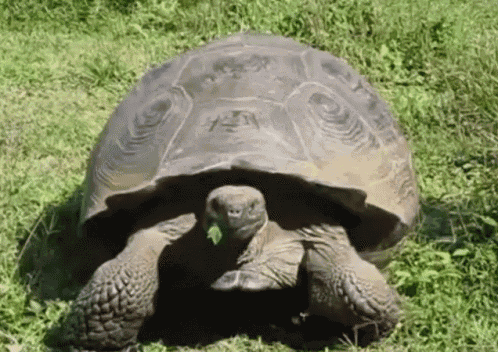 turtle-shell.gif