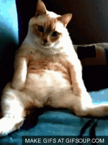 Cat Tired GIF - Cat Tired Sitting GIFs
