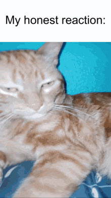 My Honest Reaction Cheeto GIF - My Honest Reaction Cheeto Cheetocat GIFs