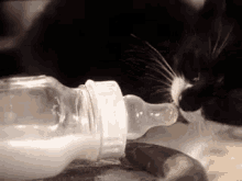 Cute Cat GIF - Cute Cat Lick GIFs