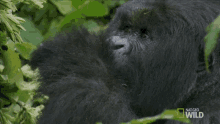 eating a hard life for a gorilla enjoy food having meal self feeding