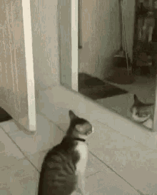 Gimme Five Mirror GIF - Gimme Five Mirror Cat GIFs