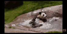 Swimming Panda GIF
