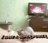 Ihaveasuperpower Supercat GIF - Ihaveasuperpower Supercat Cat Funny GIFs