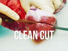 Clean Cut Heart GIF - Clean Cut Heart Anatomy GIFs