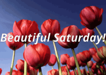 Good Morning Tulips GIF - Good Morning Tulips Saturday GIFs