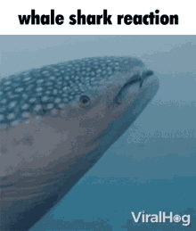 Whale Shark GIF - Whale Shark Reaction GIFs