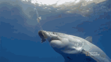 Bite Most Wanted Sharks GIF - Bite Most Wanted Sharks Hungry GIFs