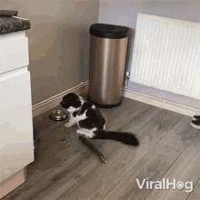 Moving Backward Viralhog GIF - Moving Backward Viralhog Cat GIFs