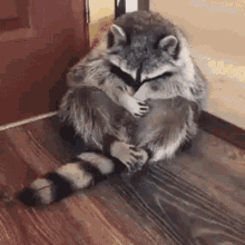 Raccoon Ayasan GIF - Raccoon Ayasan GIFs