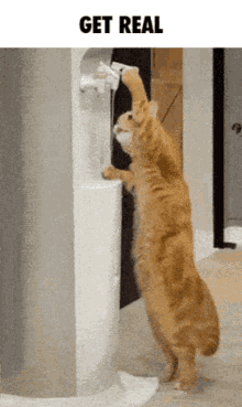 Sonny Cat GIF - Sonny Cat Drink Water GIFs