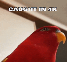 Caught In 4k Bird GIF - Caught In 4k Bird GIFs