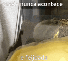 a picture of a frog with the caption nada nunca acontece
