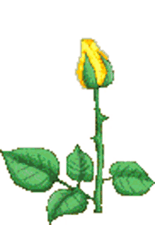 plant flower