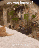 Cat Hungry GIF - Cat Hungry Are You Hungry GIFs