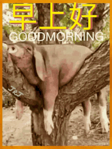 早安 早上好 GIF - 早安 早上好 Pigs GIFs