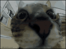 Yumeko Cat GIF