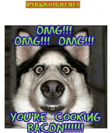 a husky dog is making a funny face and says you 're cooking bacon