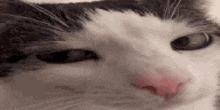 a close up of a black and white cat with a red nose .