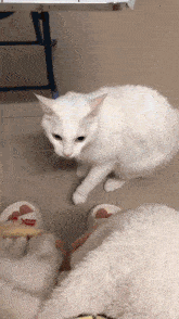 a white cat is standing next to a pair of slippers that say hello
