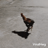 Riding A Chicken Viralhog GIF