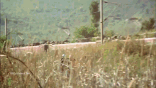 a field of tall grass with a 1080p video on the bottom right