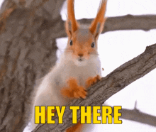 a squirrel sitting on a tree branch with the words hey there written above it