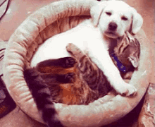hug your cat day puppy cuddle kitten