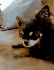Lotta Chihuahua GIF - Lotta Chihuahua Dog GIFs