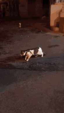 Cat Fun Going Out GIF