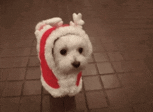 a small white dog wearing a santa hat and reindeer antlers .