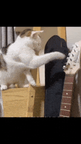 Metal Cat Guitar Cat GIF - Metal Cat Guitar Cat Cat Shred GIFs