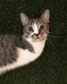Purrassicduck Cat GIF - Purrassicduck Cat Gas Leak GIFs