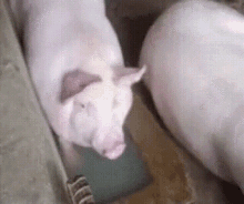 свинота GIF