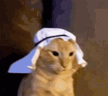 Arab Cat Cat GIF - Arab Cat Cat Fruity GIFs