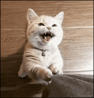 Cute Animals Cats GIF - Cute Animals Cats Kittens - Discover