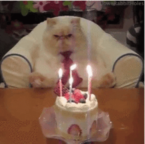 grumpy cat cake