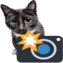 Kotik Cat GIF - Kotik Cat кот GIFs