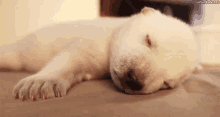 Doggy Puppy GIF - Doggy Puppy Nap GIFs