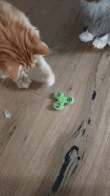 Playtime Cat GIF - Playtime Cat Fidget Spinner GIFs