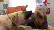 Flufworld Cat Beats Dog GIF