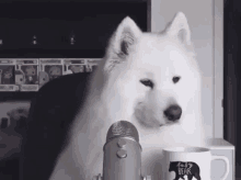 Samoyed Dog GIF - Samoyed Dog Podcast GIFs