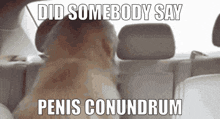 Evil Penisconundrum GIF - Evil Penisconundrum Dog GIFs